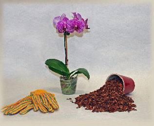 Nugget Bark Collection - orchid bark varieties 
